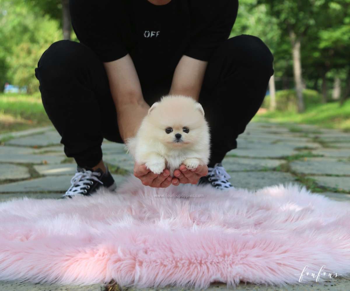Ashta - Pomeranian M.