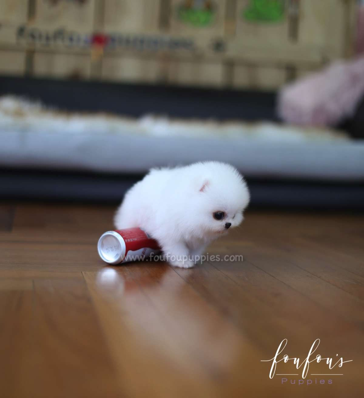 Tank - Pomeranian M.