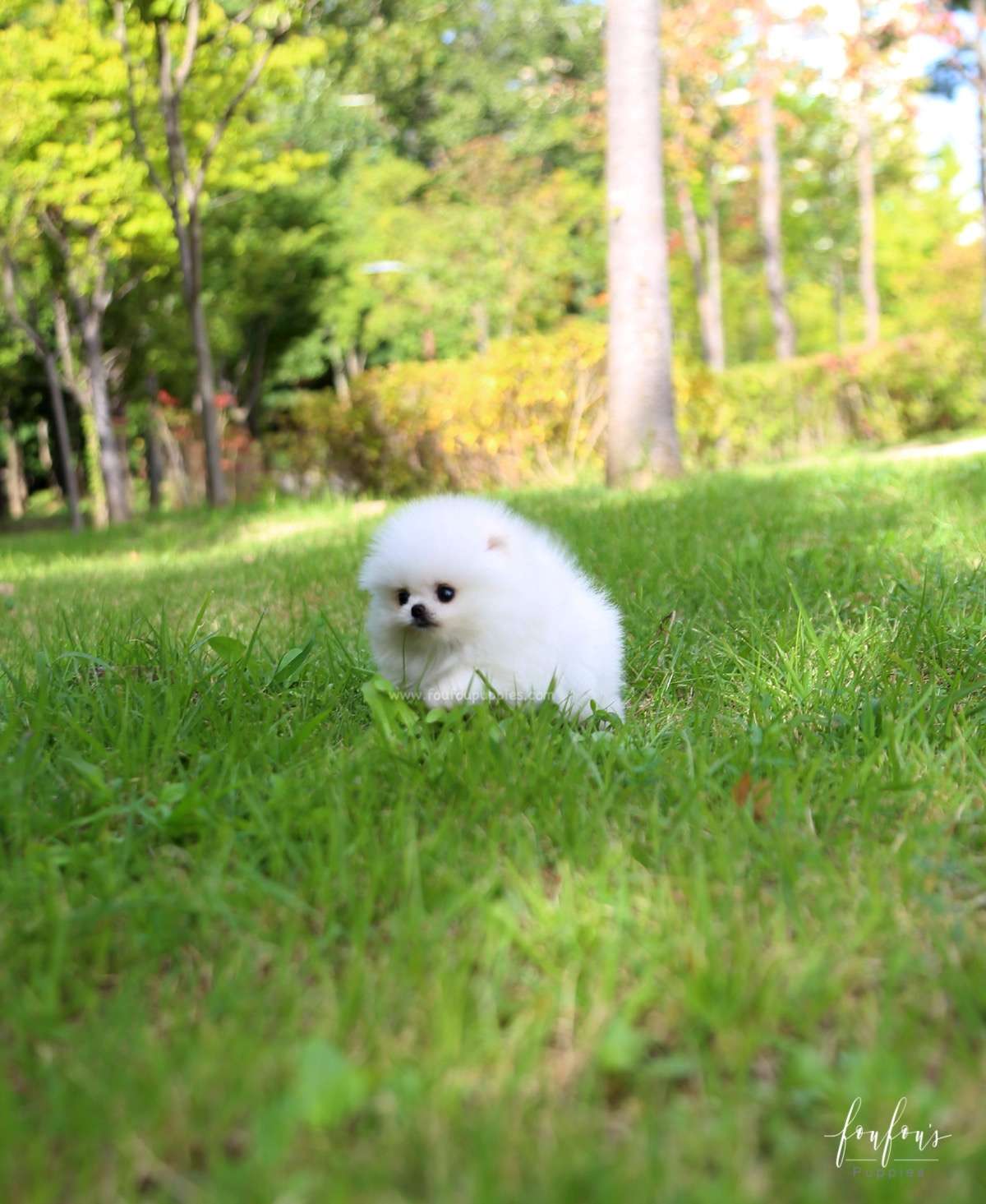 Champ - Pomeranian M.