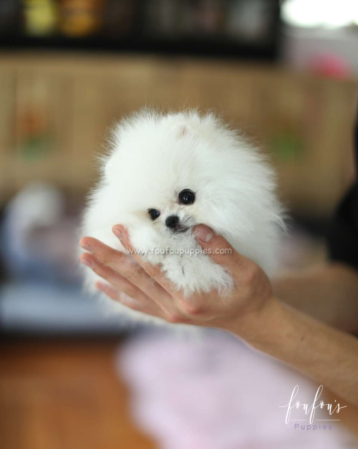 Neo - Pomeranian M.