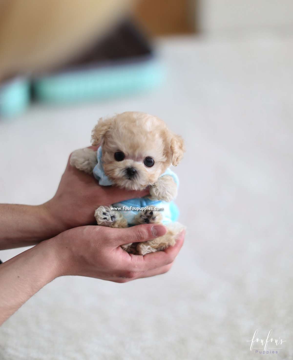 Kalvin - Poodle M.