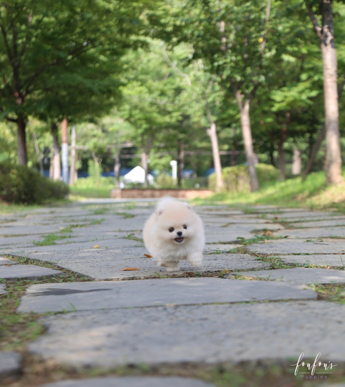 Ashta - Pomeranian M.