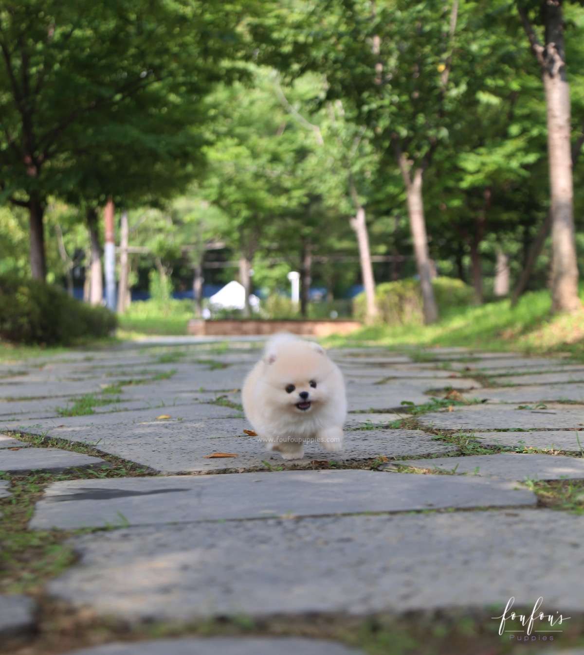 Ashta - Pomeranian M.