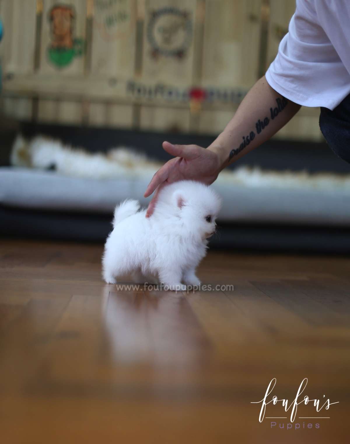 Tank - Pomeranian M.