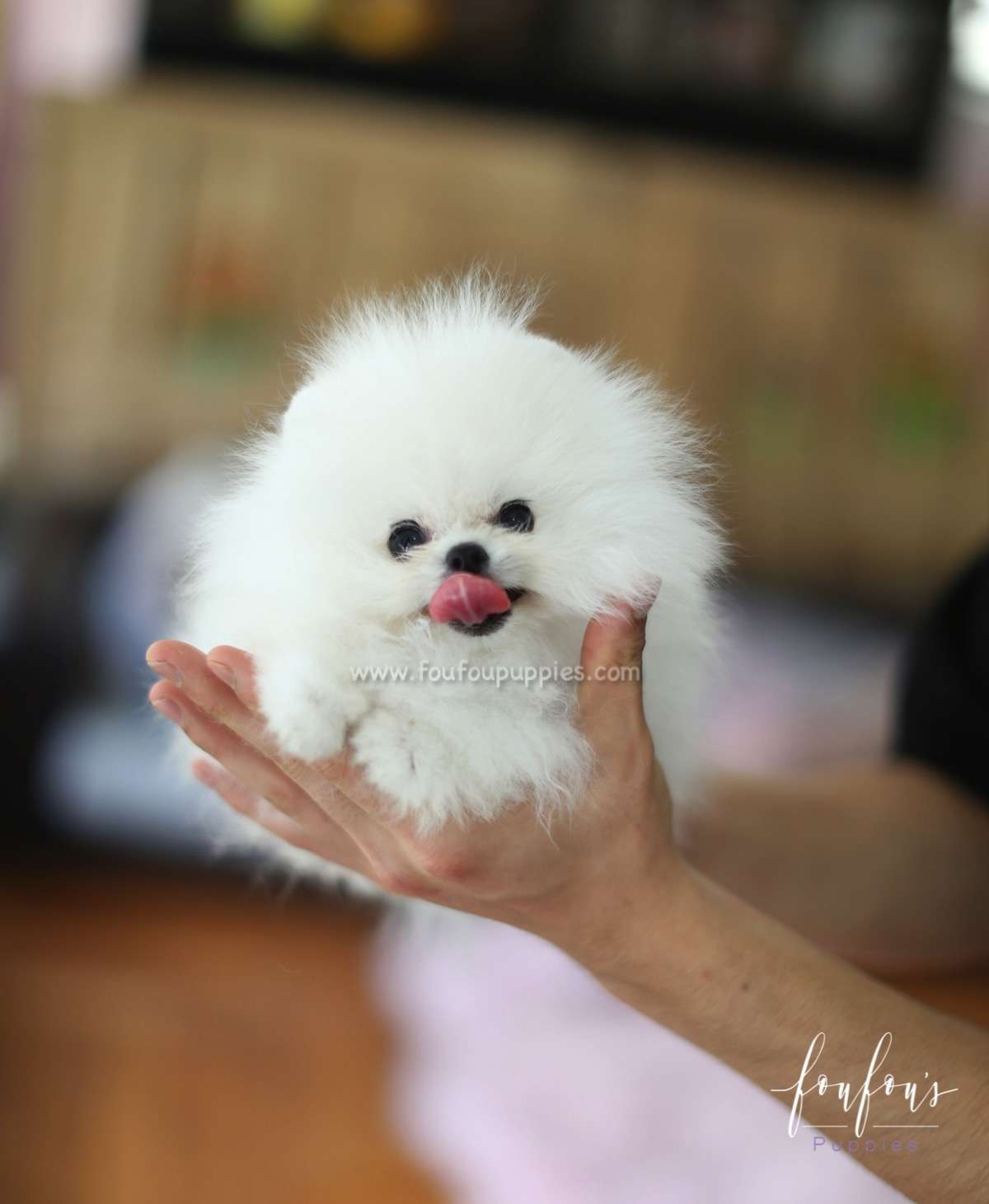 Neo - Pomeranian M.