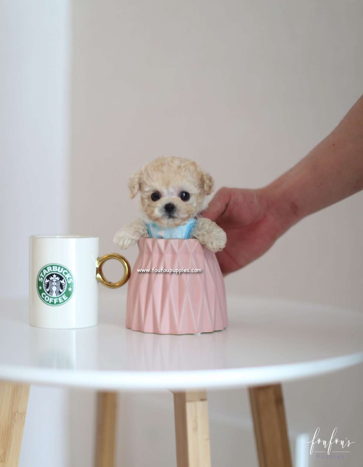 Kalvin - Poodle M.