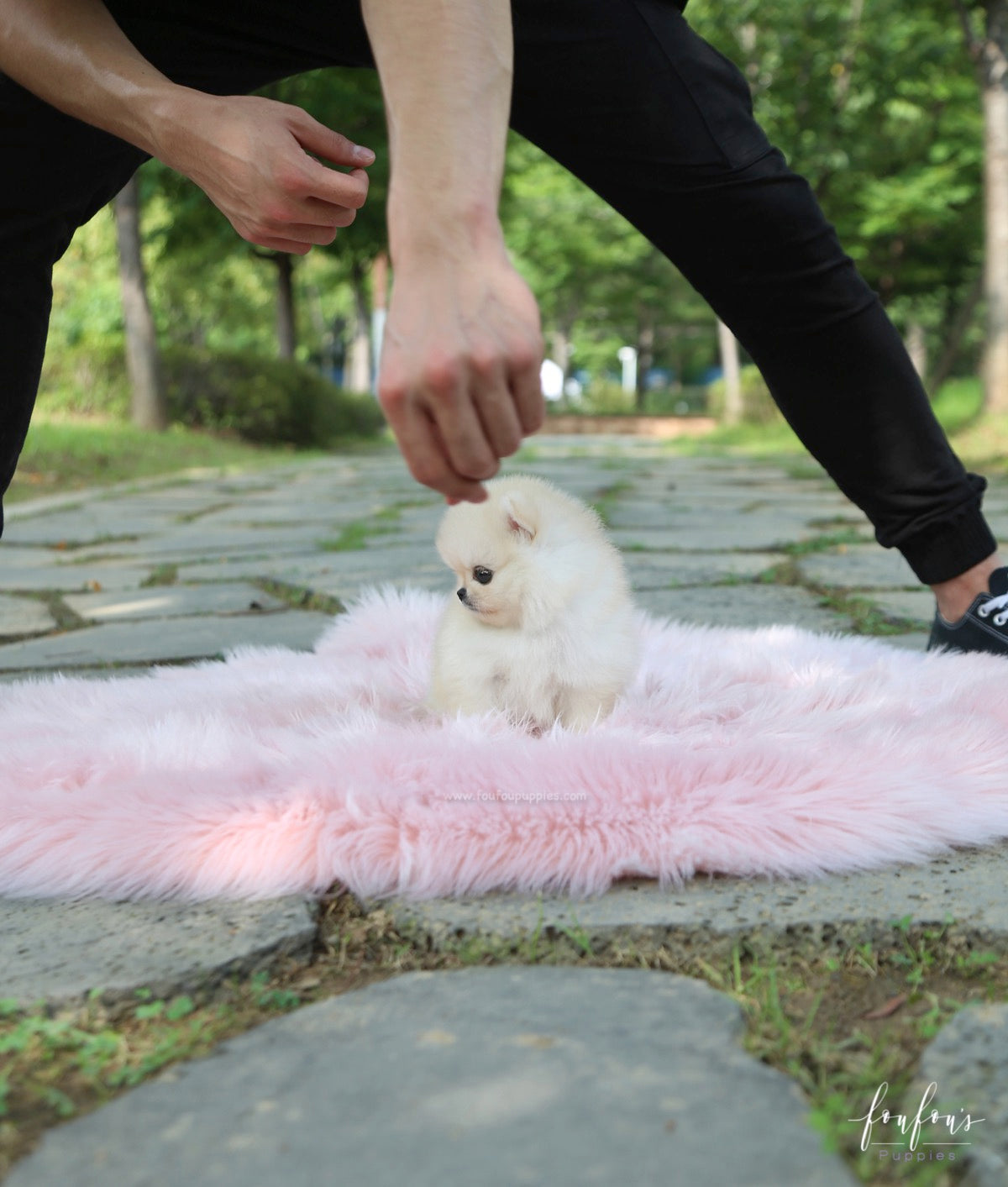Ashta - Pomeranian M.