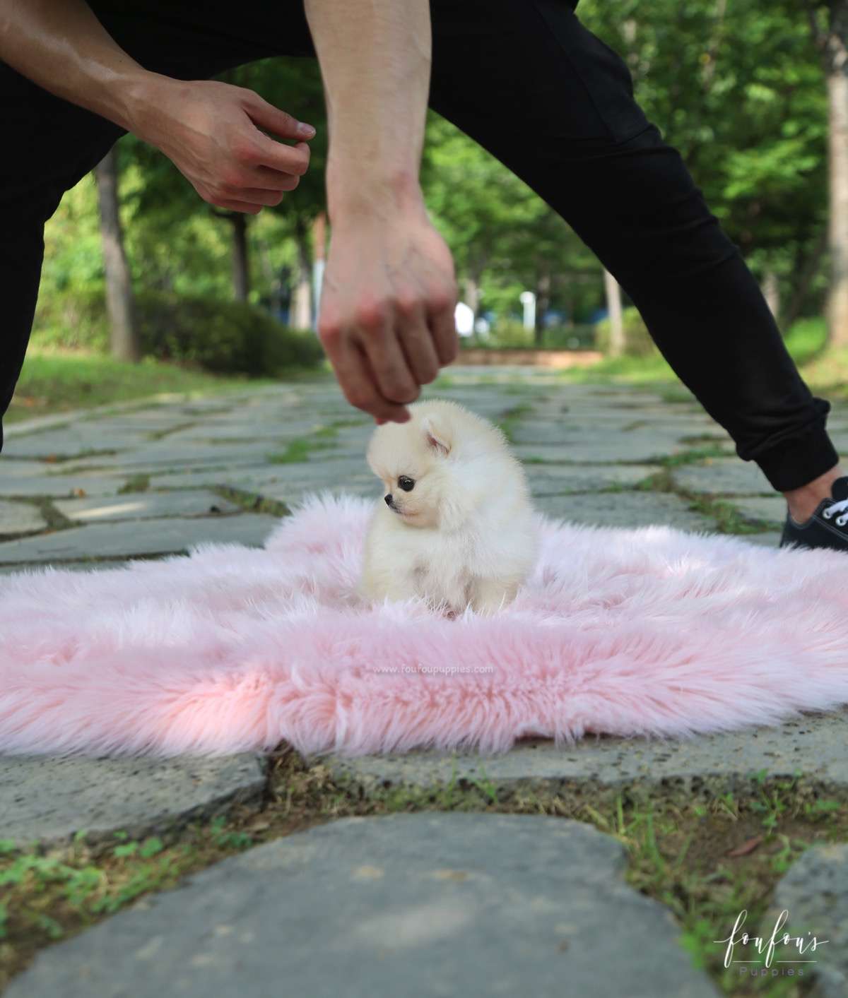 Ashta - Pomeranian M.