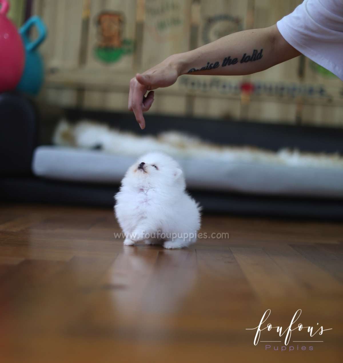 Tank - Pomeranian M.