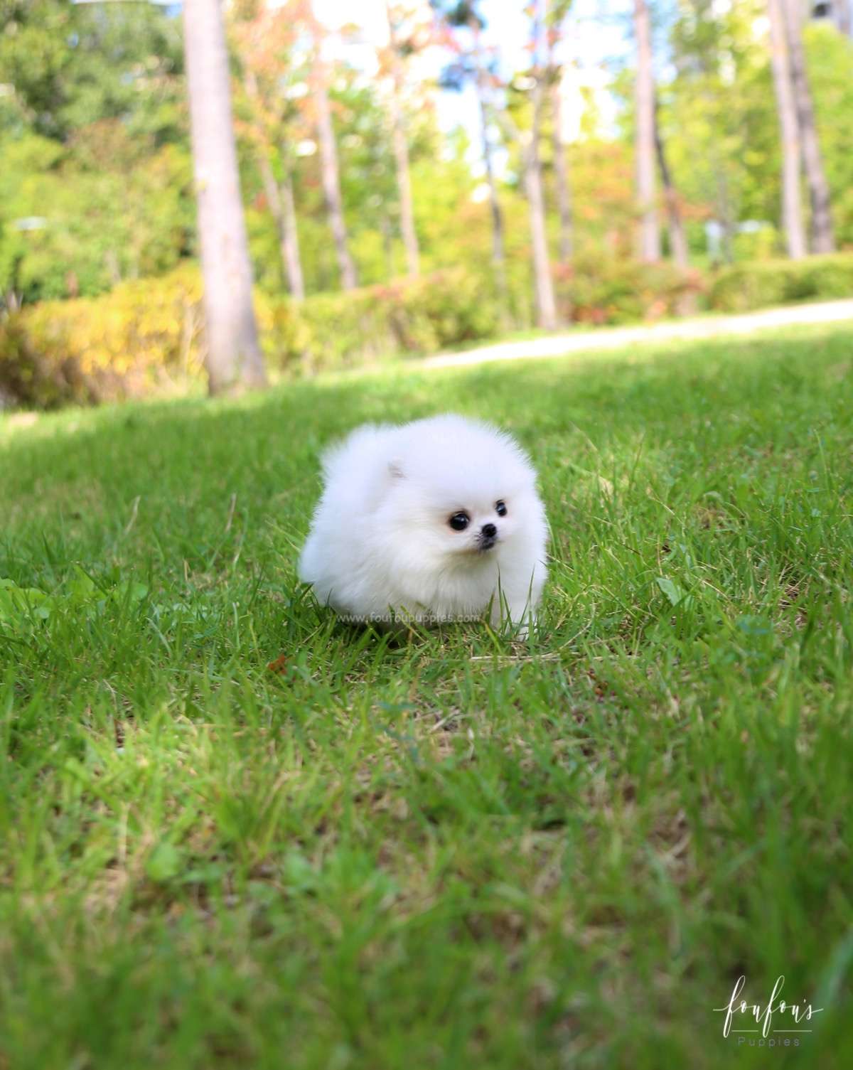Champ - Pomeranian M.
