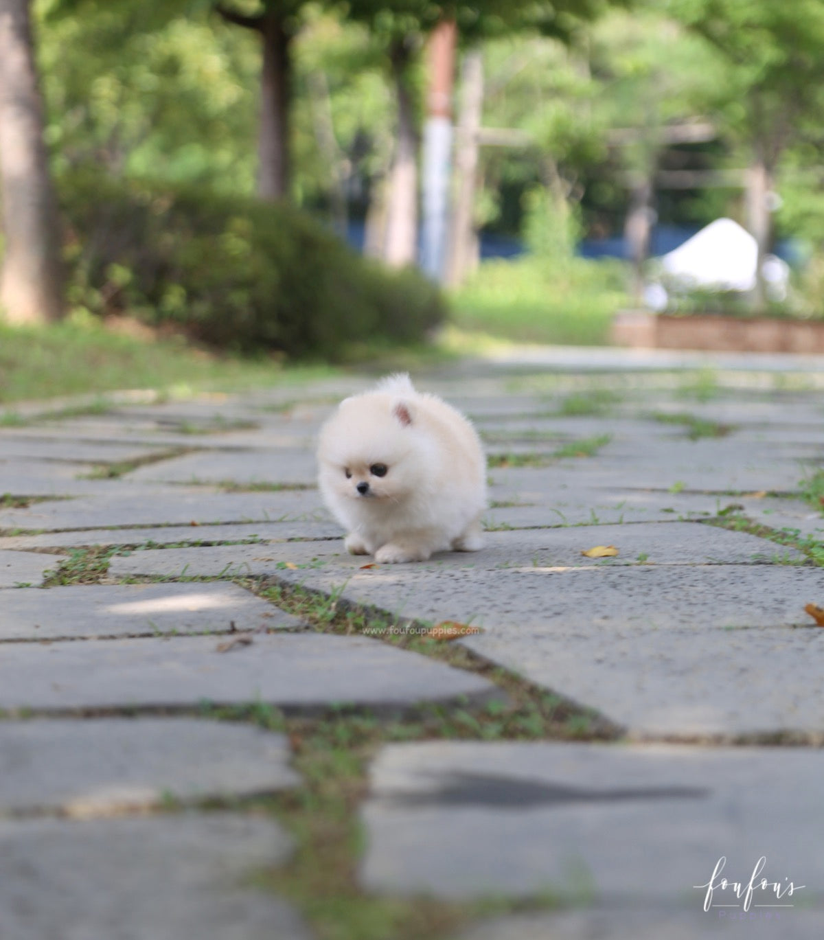 Ashta - Pomeranian M.