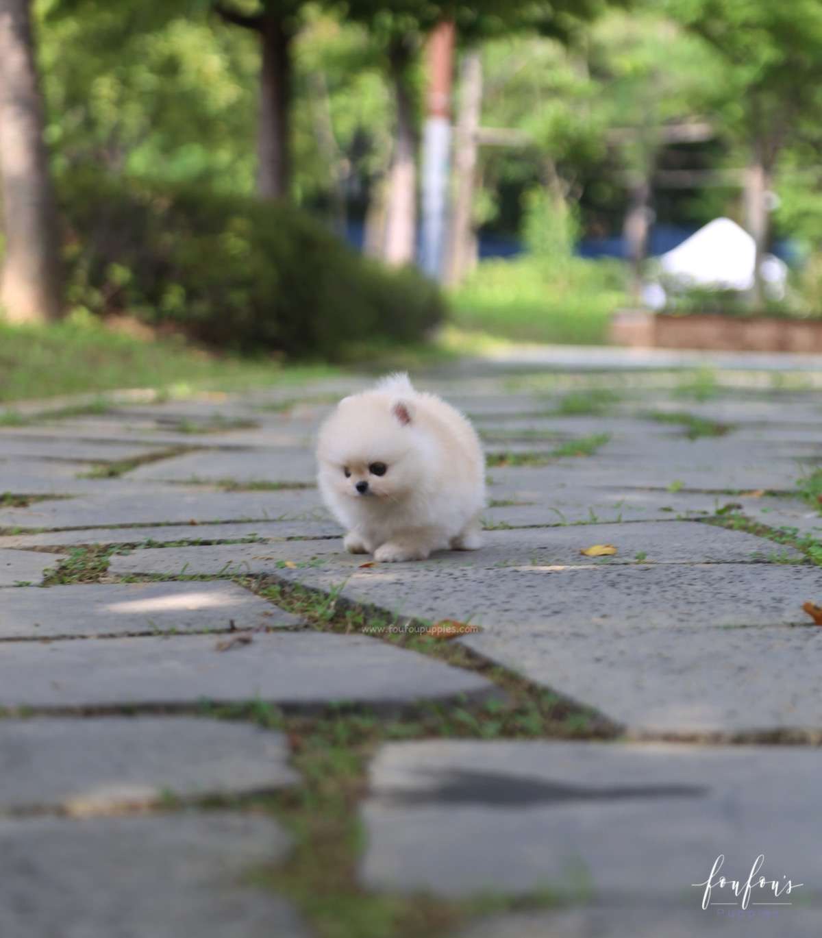 Ashta - Pomeranian M.