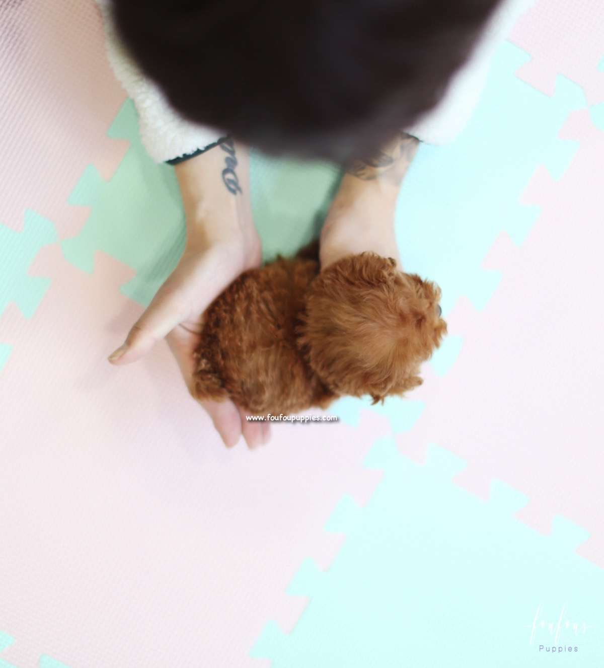 Bali - Poodle M.