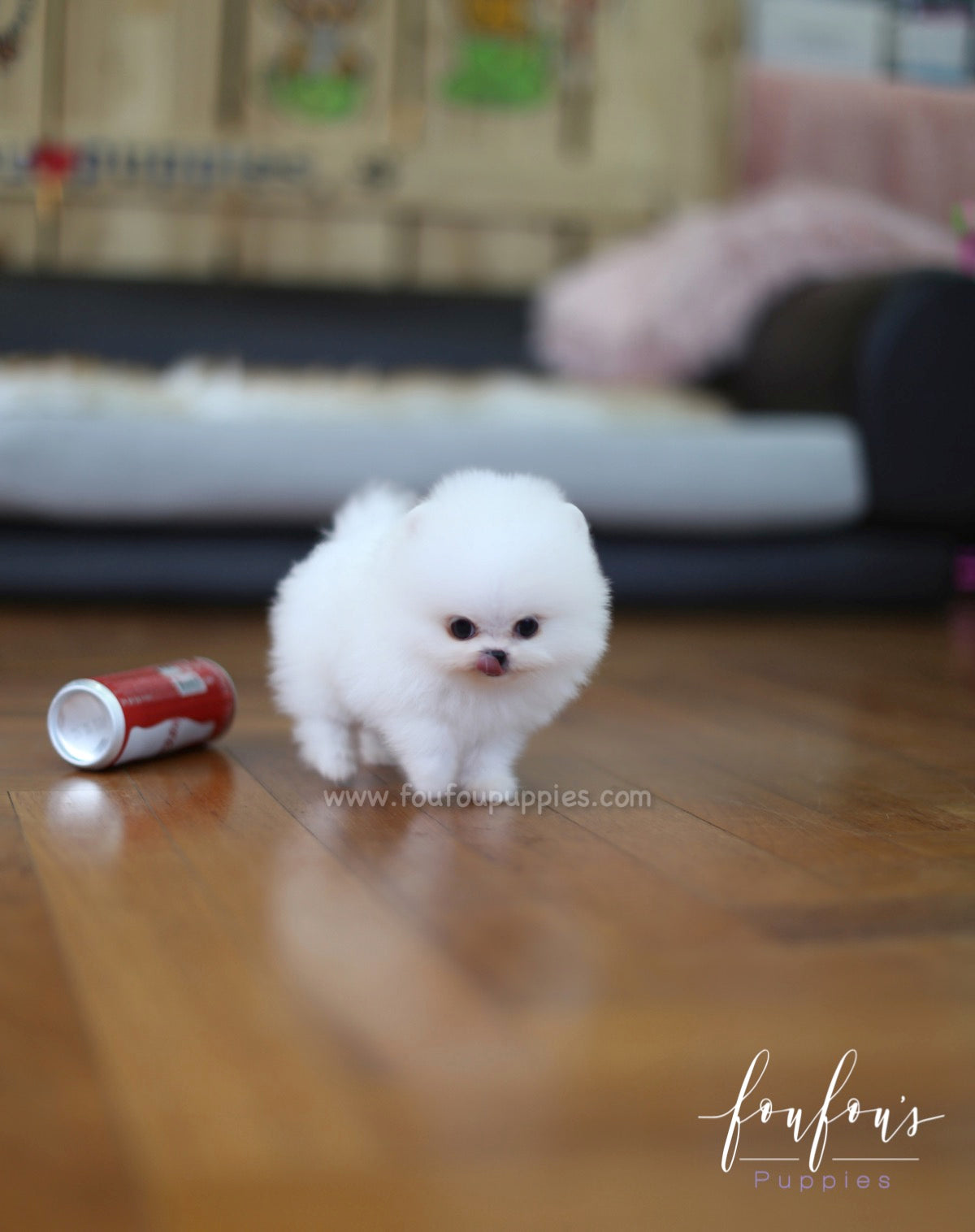 Tank - Pomeranian M.