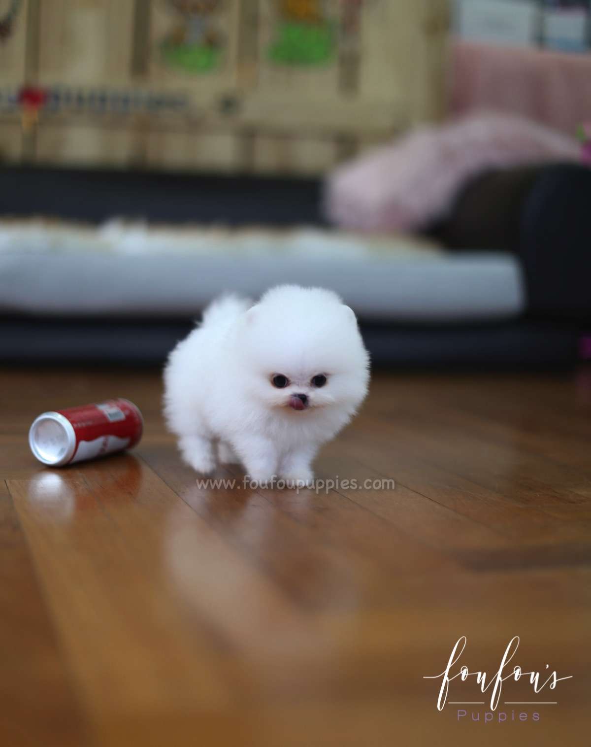 Tank - Pomeranian M.
