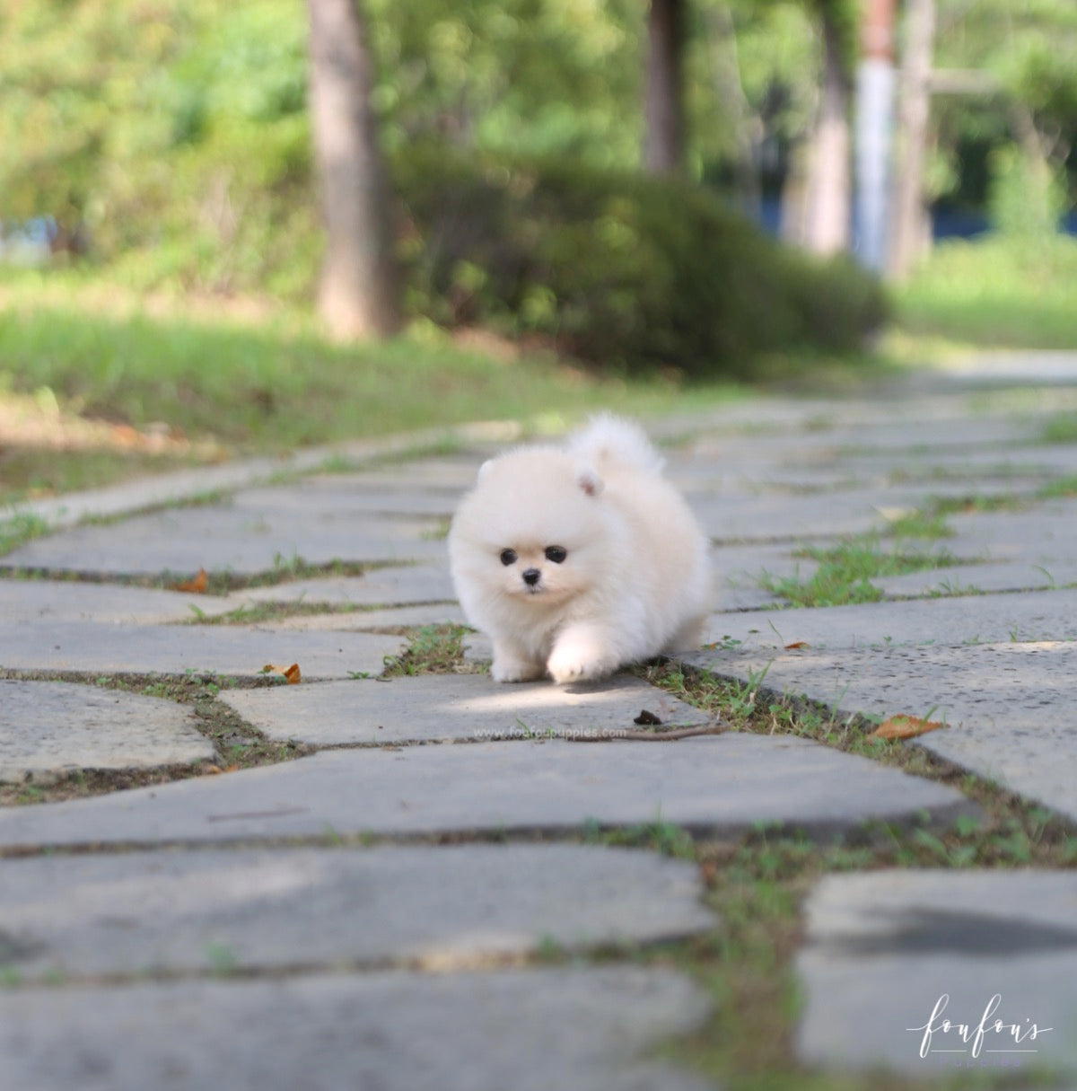 Ashta - Pomeranian M.