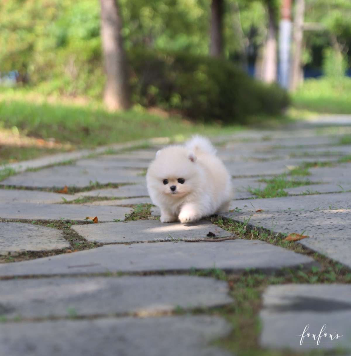 Ashta - Pomeranian M.