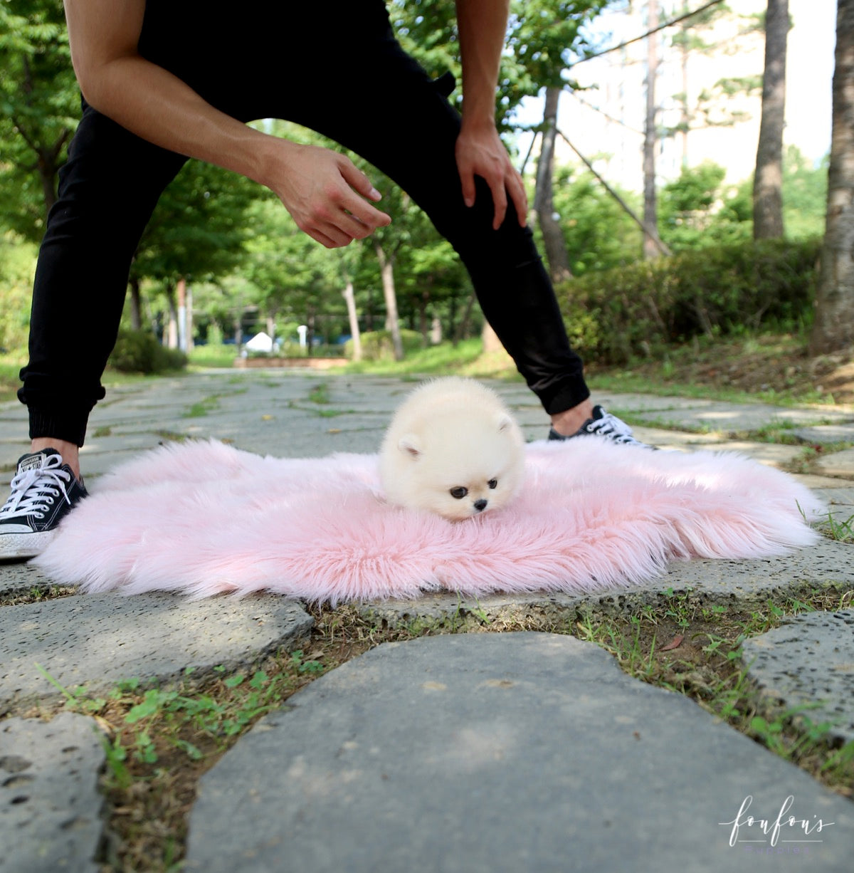 Ashta - Pomeranian M.