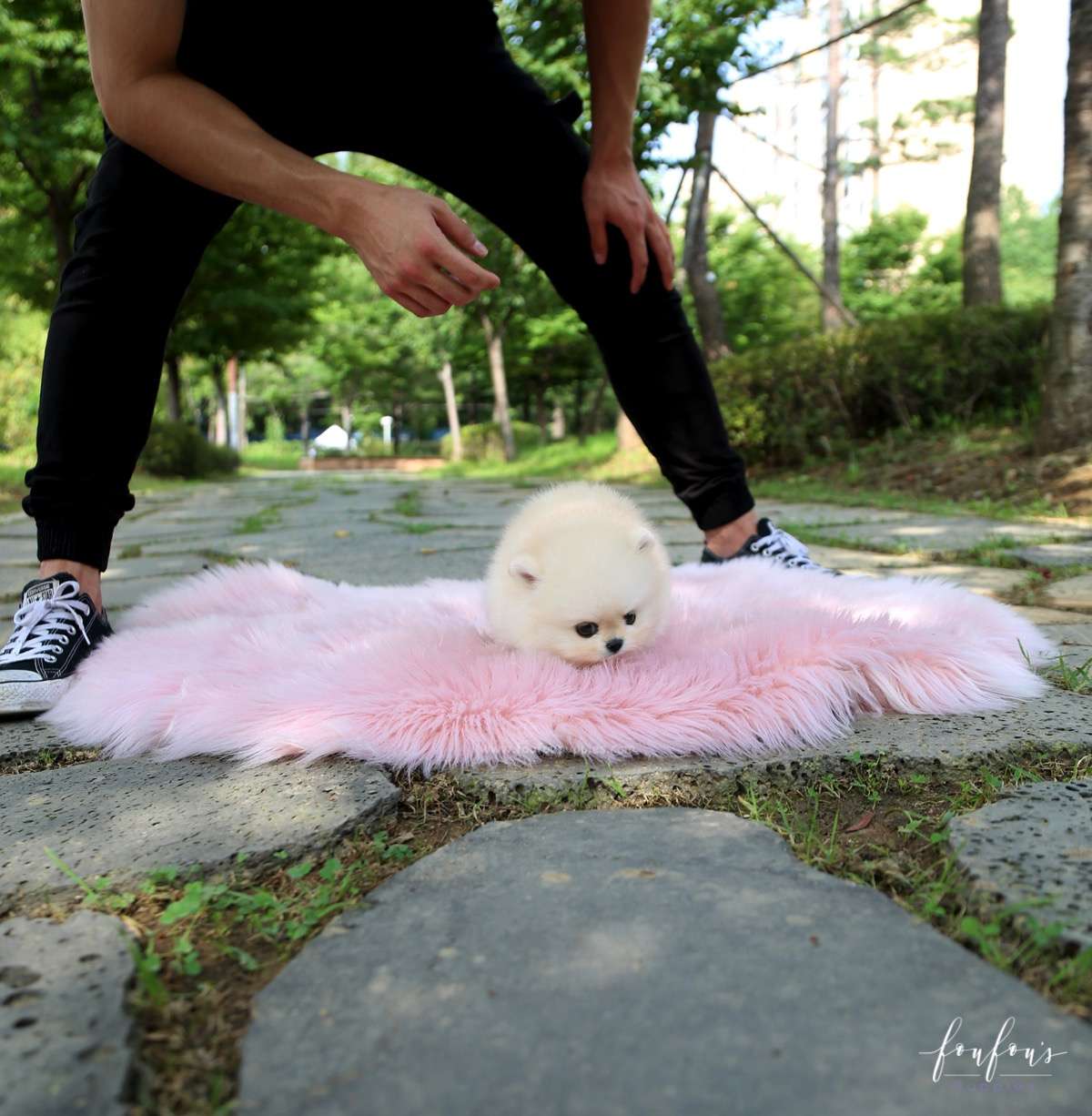 Ashta - Pomeranian M.