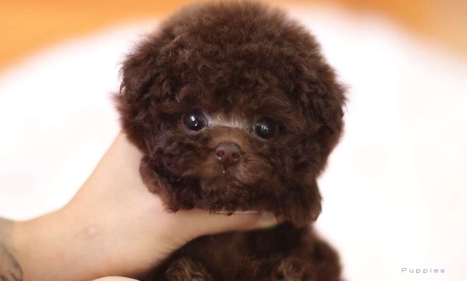 Hershey - Poodle M.