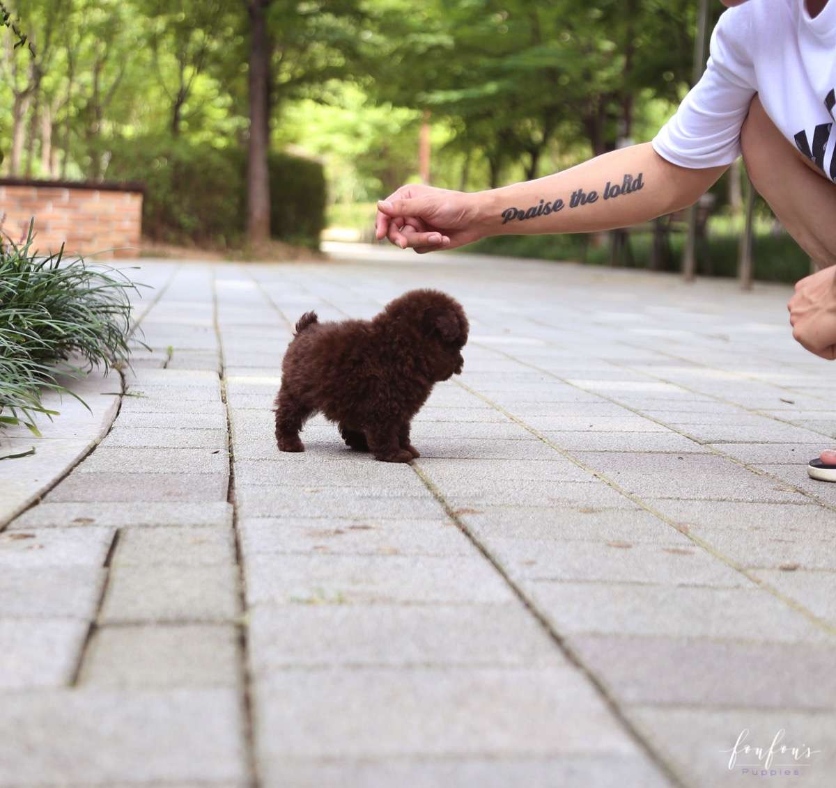 Hershey - Poodle M.