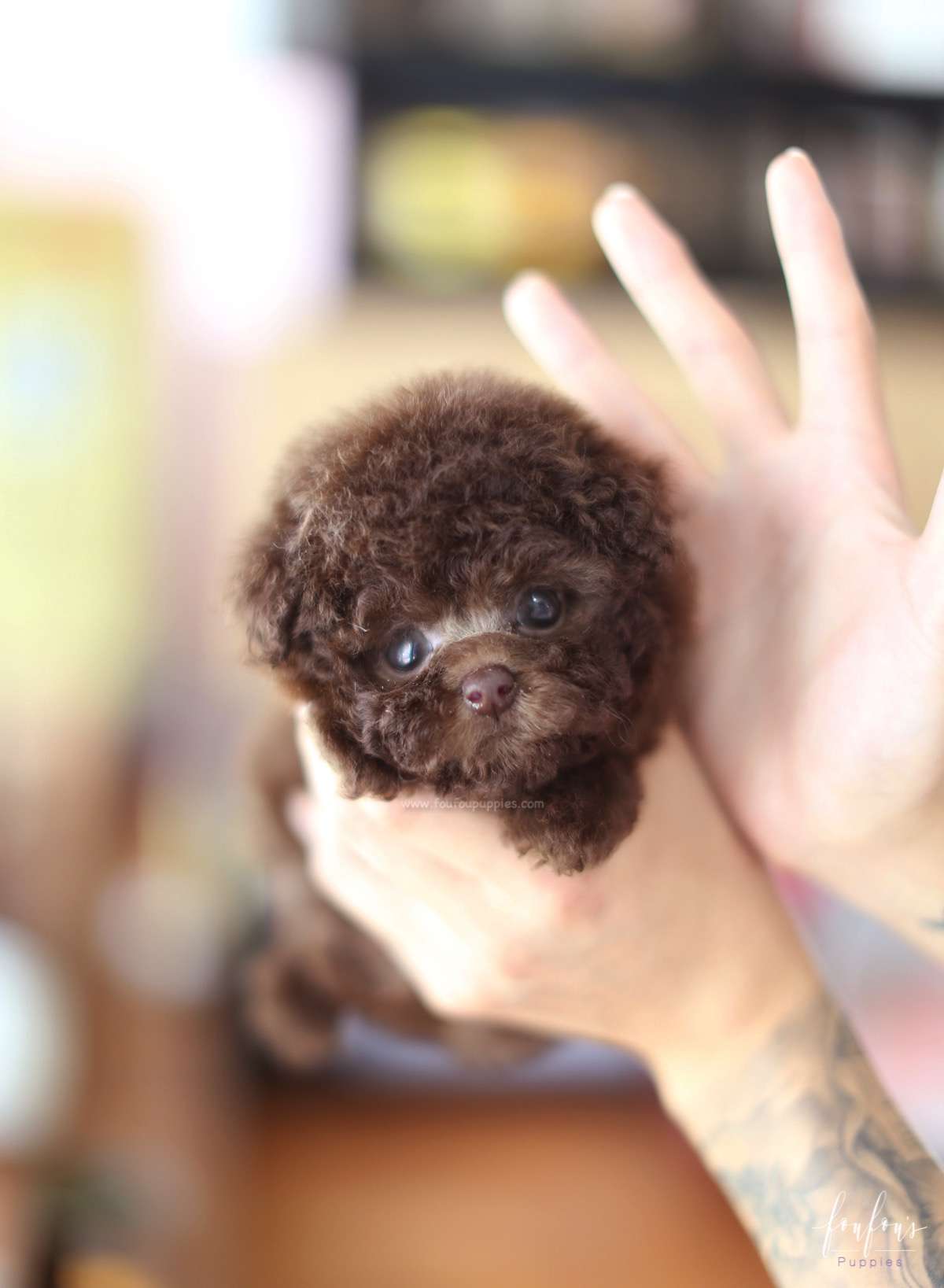 Hershey - Poodle M.