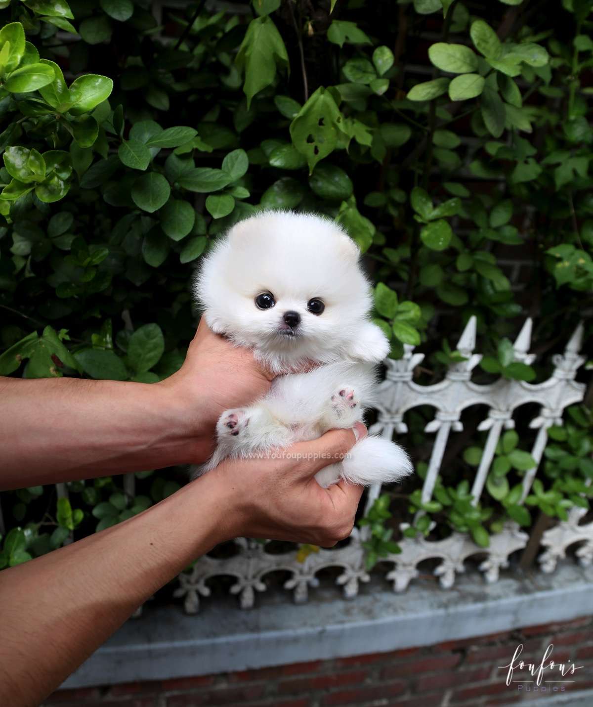 Nova - Pomeranian M.