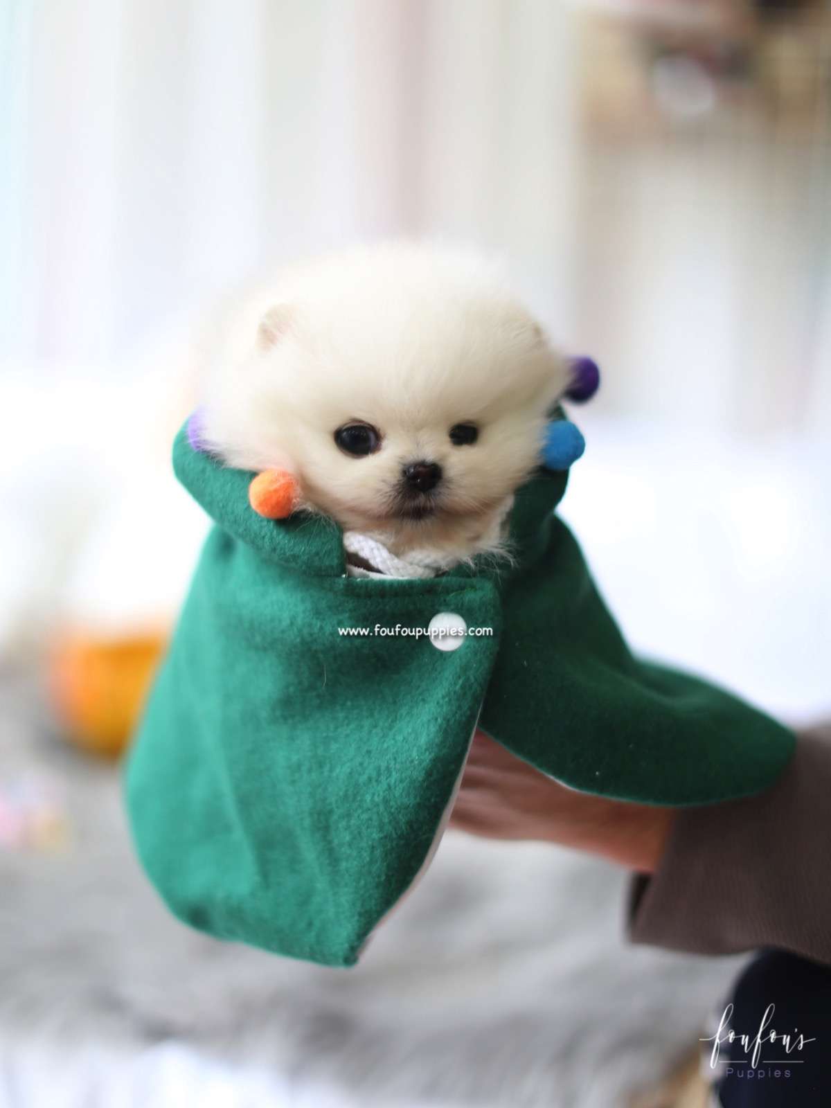 Milk - Pomeranian M.