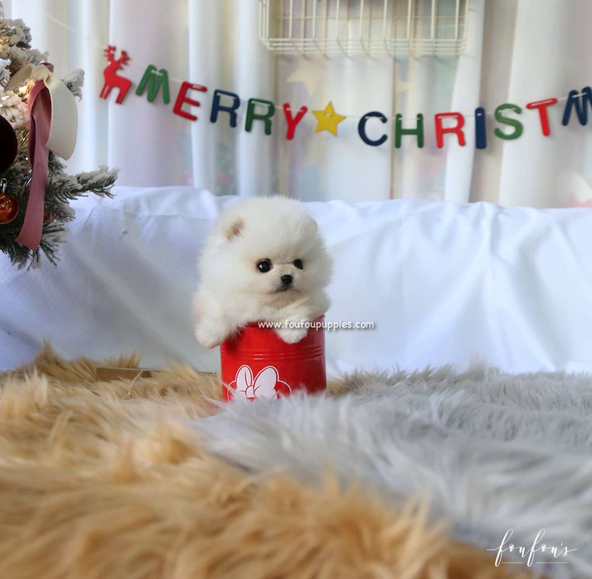 Snowie - Pomeranian M.