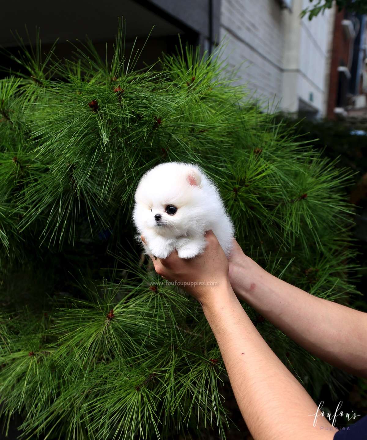 Nova - Pomeranian M.