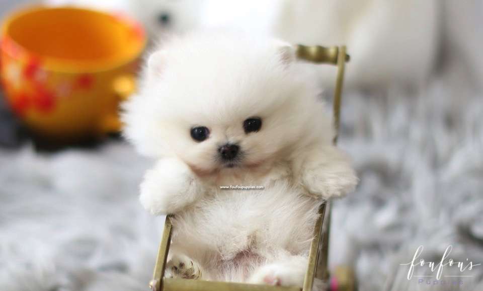 Milk - Pomeranian M.