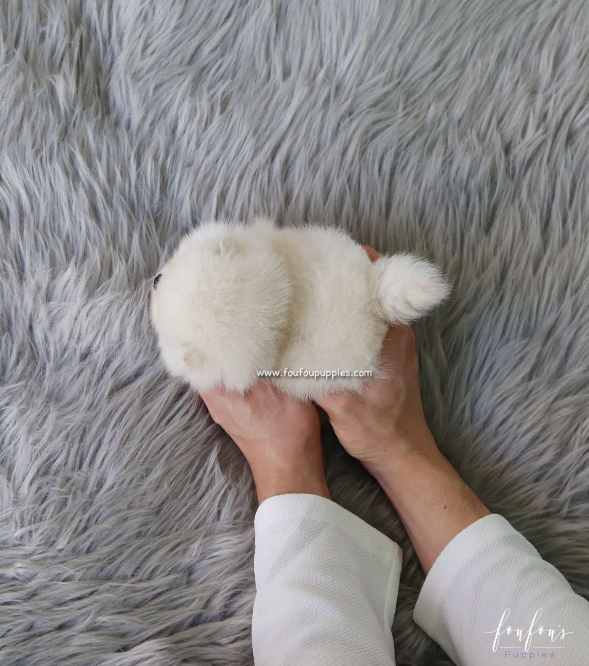 Snowie - Pomeranian M.