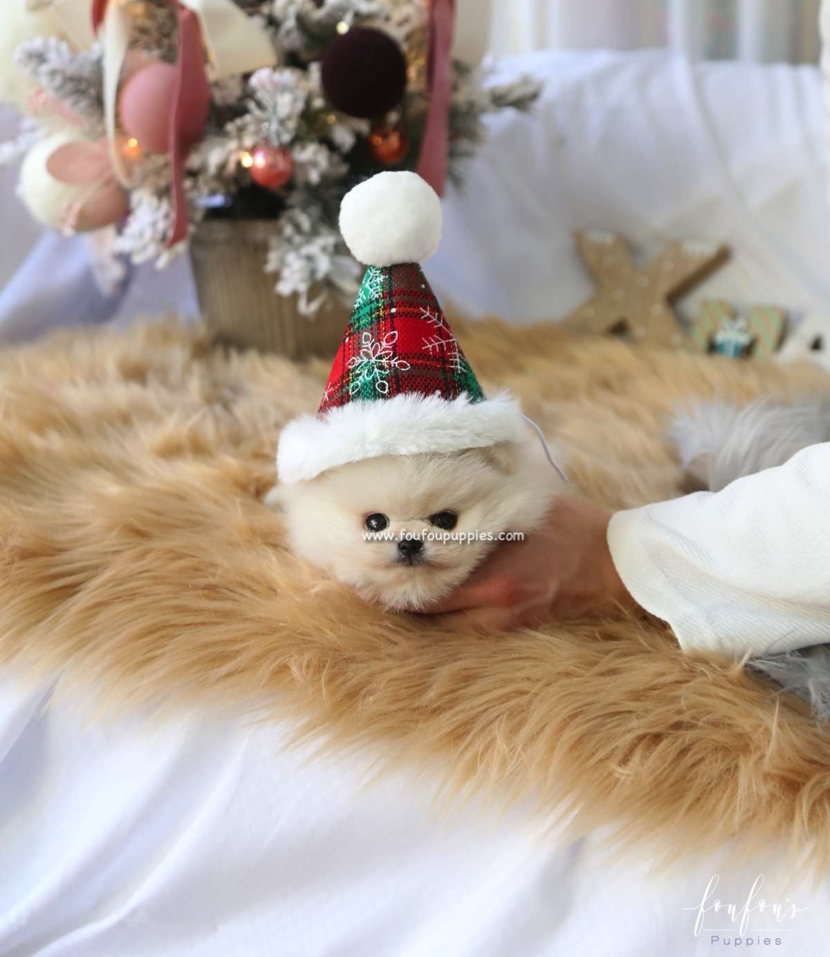 Snowie - Pomeranian M.