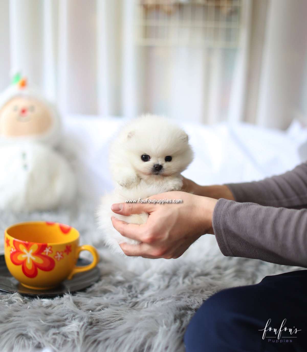 Milk - Pomeranian M.