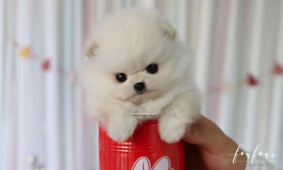 Snowie - Pomeranian M.