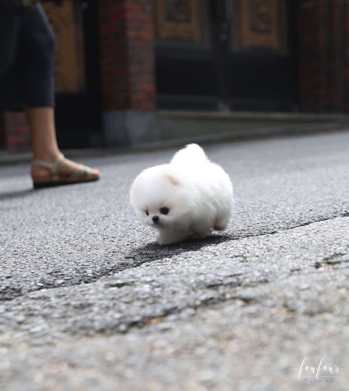 Nova - Pomeranian M.