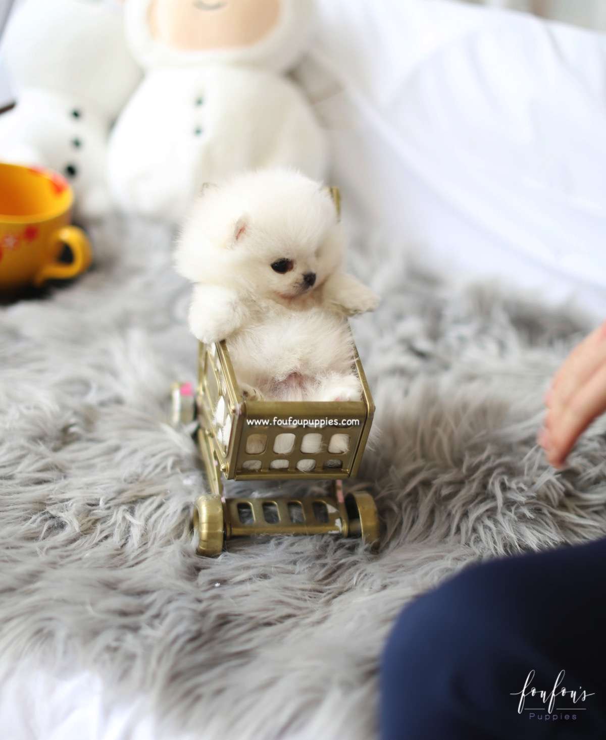 Milk - Pomeranian M.