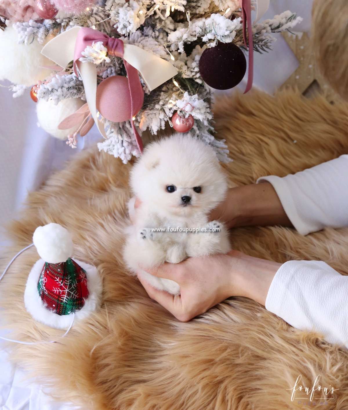 Snowie - Pomeranian M.