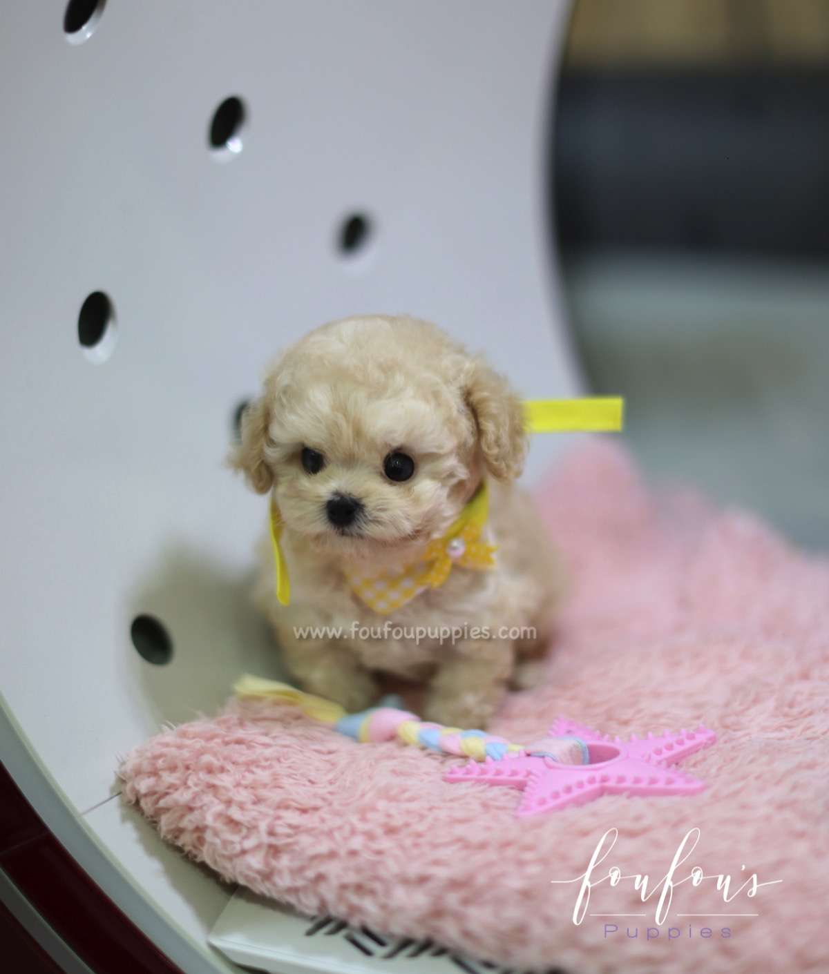 Patchi - Poodle M.