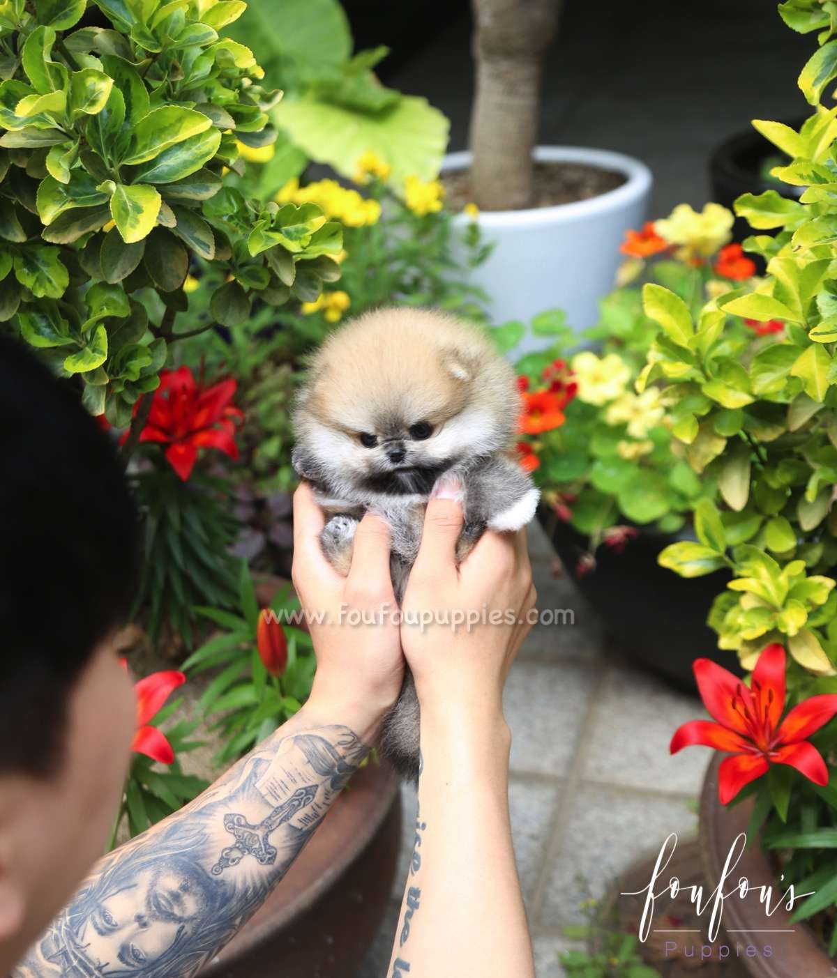 Bubba - Pomeranian M.