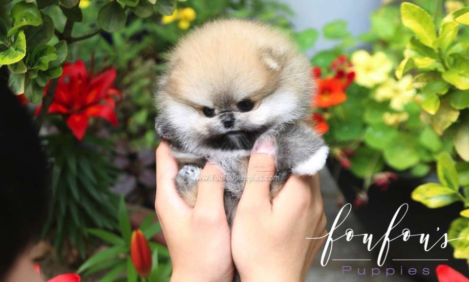 Bubba - Pomeranian M.