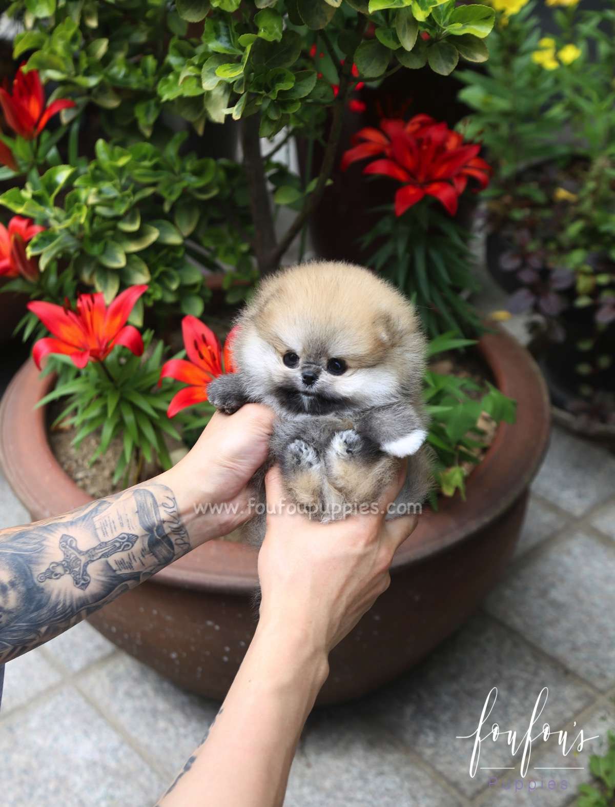 Bubba - Pomeranian M.
