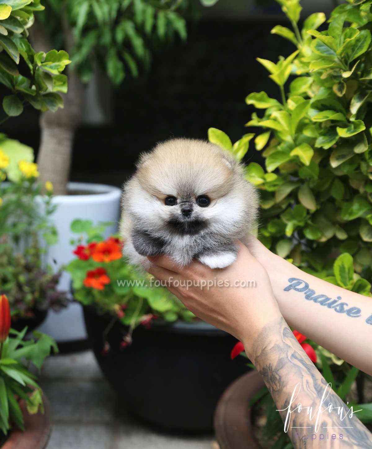Bubba - Pomeranian M.