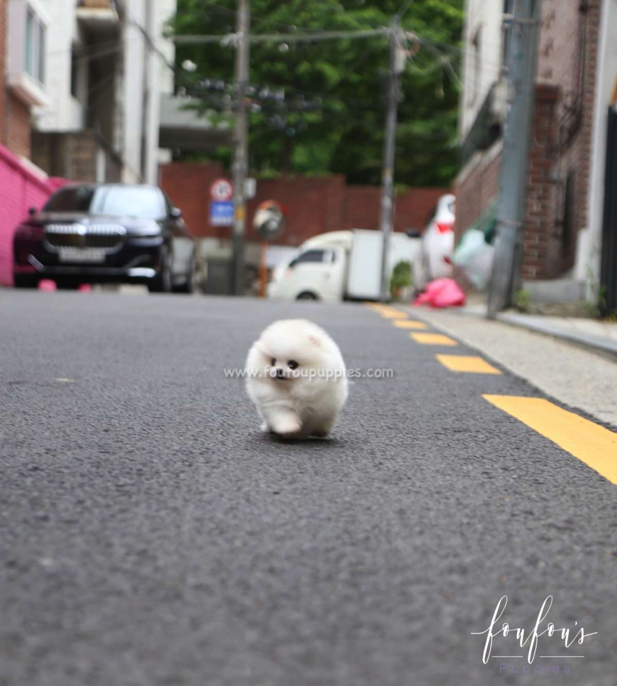 Shine - Pomeranian M.