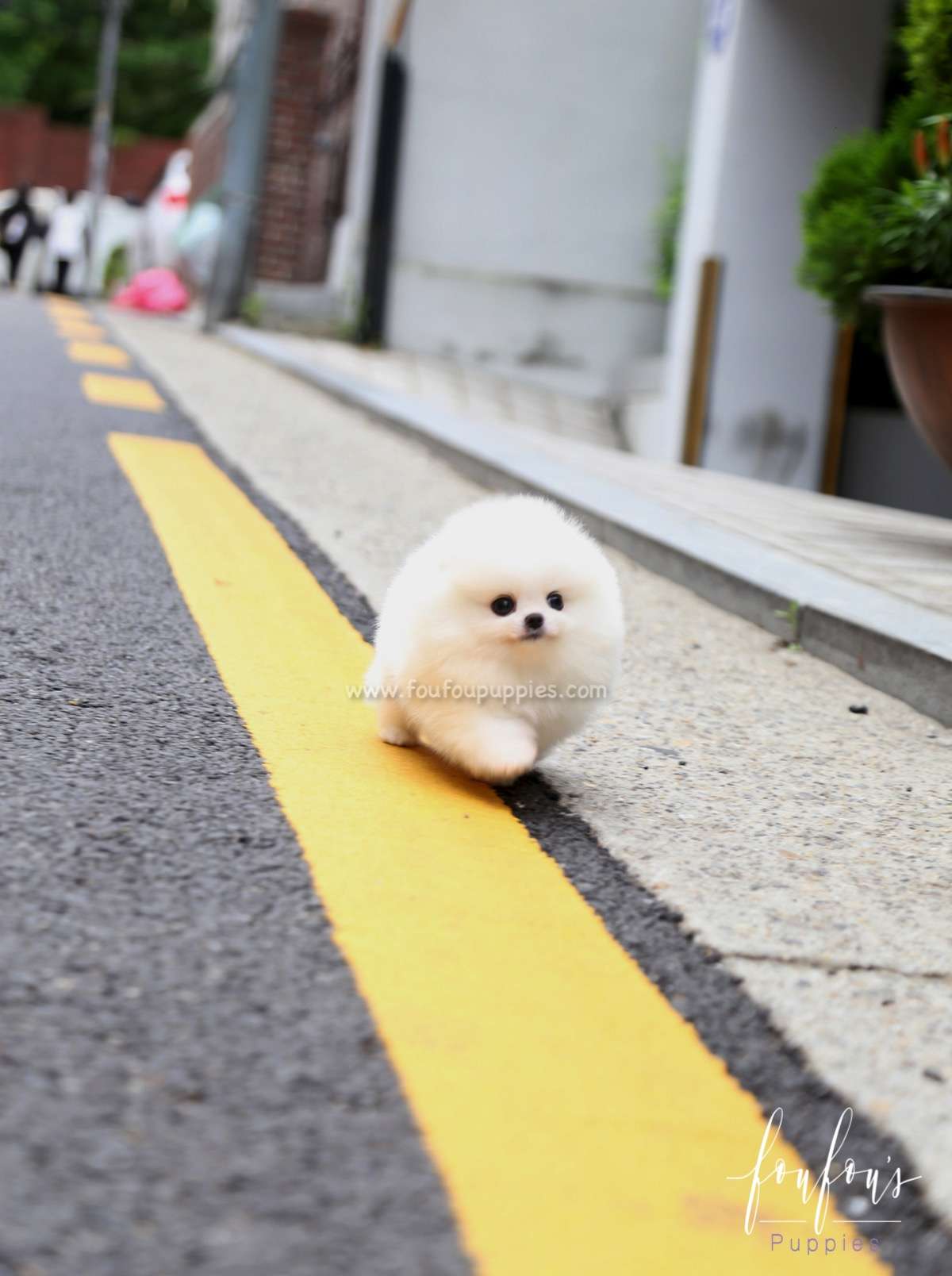Shine - Pomeranian M.