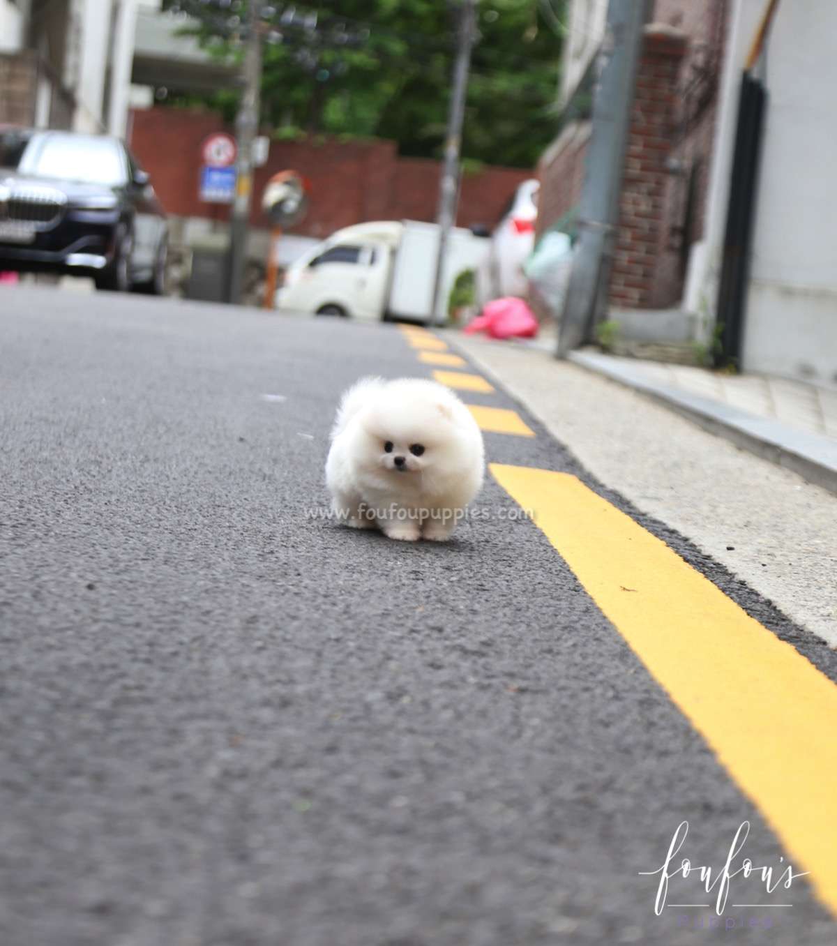 Shine - Pomeranian M.