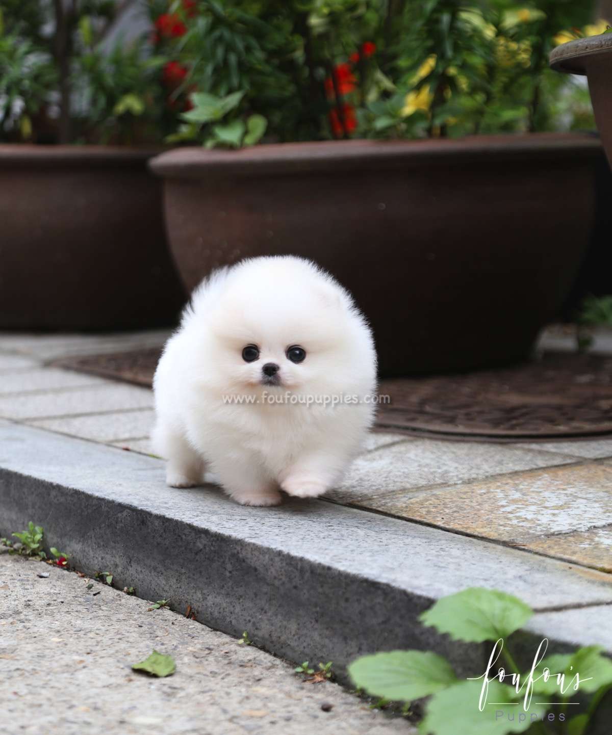 Shine - Pomeranian M.
