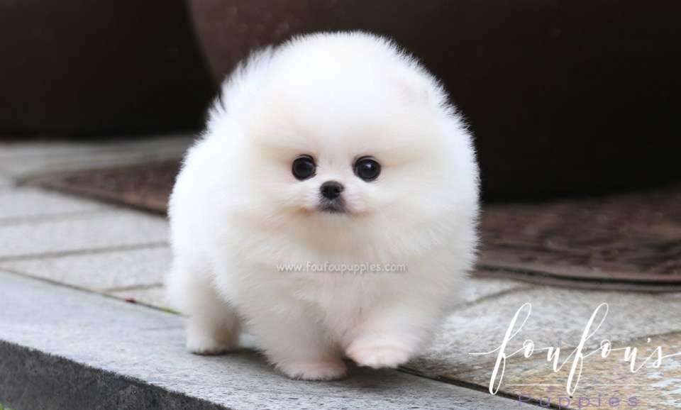 Shine - Pomeranian M.