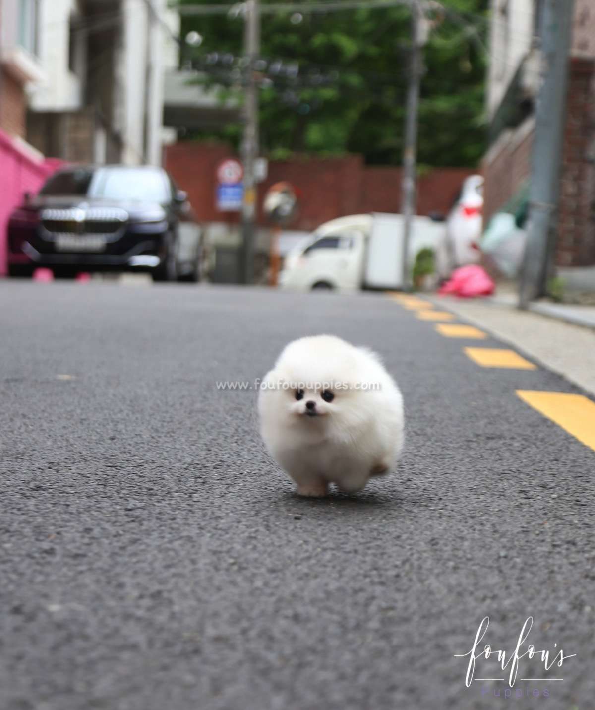 Shine - Pomeranian M.