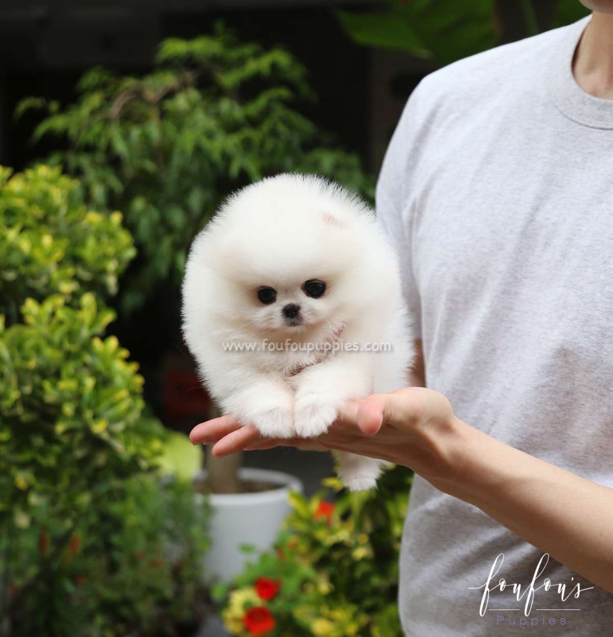 Shine - Pomeranian M.